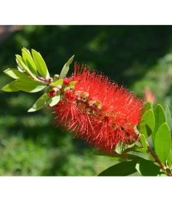 Zylinderputzer, Busch 10 Zylinderputzer, Busch -Pflanzenwelt Verkauf 8584054 WE DE 001 CallistemonLaevisPixabay