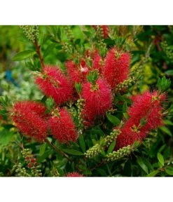 Zylinderputzer, Busch 11 Zylinderputzer, Busch -Pflanzenwelt Verkauf 8584054 WE MO 001 CallistemonLaevisPixabay