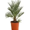 Blaue Zwergpalme 1 Blaue Zwergpalme -Pflanzenwelt Verkauf 8584401 WE FS 001 ChamaeropsHumillisOWCeriferaT18DehnerExpressHerzig
