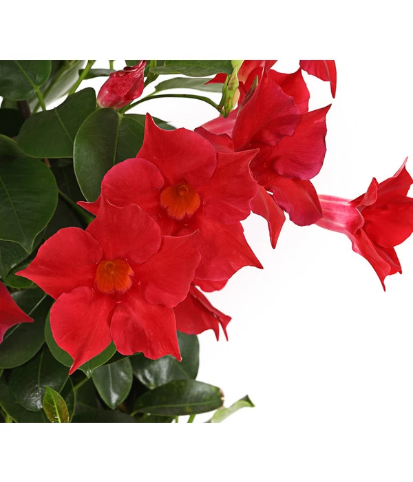 Dipladenie, Pyramide 6 Dipladenie, Pyramide – Bild 4