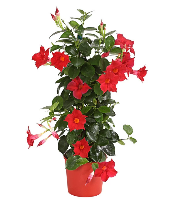 Dipladenie, Pyramide 3 Dipladenie, Pyramide