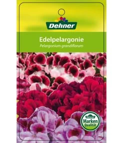 Edelgeranie, Stämmchen 24 Edelgeranie, Stämmchen -Pflanzenwelt Verkauf 8585275 Edelpelargonie 04022016 1
