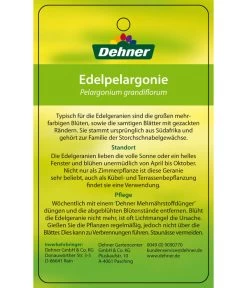 Edelgeranie, Stämmchen 25 Edelgeranie, Stämmchen -Pflanzenwelt Verkauf 8585275 Edelpelargonie 04022016 2