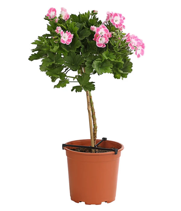 Edelgeranie, Stämmchen 4 Edelgeranie, Stämmchen – Bild 2