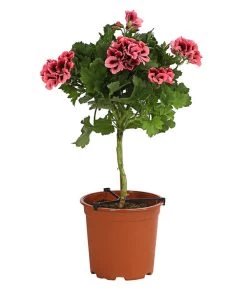Edelgeranie, Stämmchen 16 Edelgeranie, Stämmchen -Pflanzenwelt Verkauf 8585275 PR FS 002 EdelpelargonienStammT19DehnerExpressHerzig