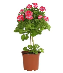Edelgeranie, Stämmchen 17 Edelgeranie, Stämmchen -Pflanzenwelt Verkauf 8585275 PR FS 003 EdelpelargonienStammT19DehnerExpressHerzig