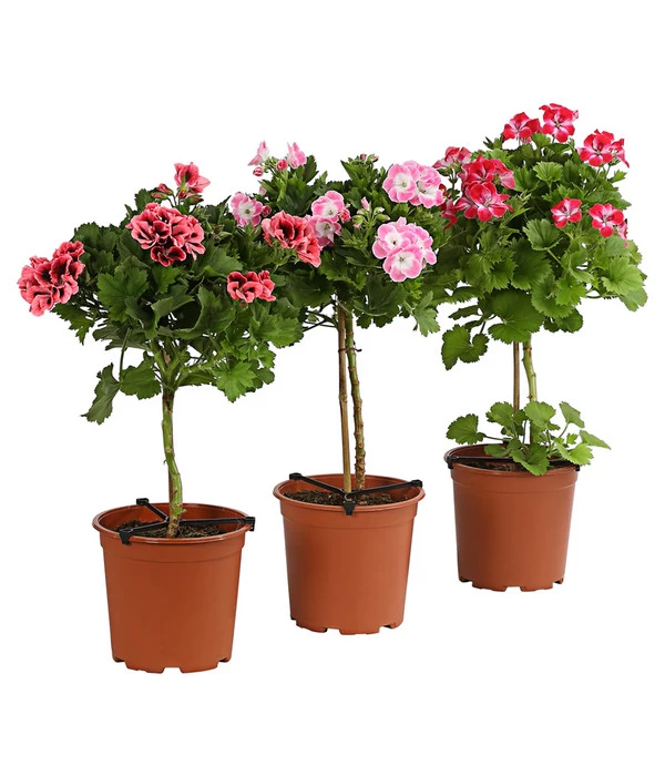 Edelgeranie, Stämmchen 3 Edelgeranie, Stämmchen