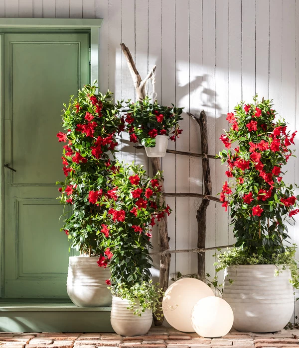 Dipladenie, Pyramide 4 Dipladenie, Pyramide – Bild 2