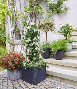 Jasminblütiger Nachtschatten, Stämmchen -Pflanzenwelt Verkauf 8586083 WE MO 001 DipladeniaFuchsie