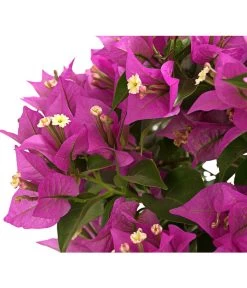 Drillingsblume, Ministamm -Pflanzenwelt Verkauf 8586844 WE DE 001 BougainvilleaMinistammT18DrillingsblumeDehnerExpressHerzig