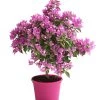 Drillingsblume, Ministamm -Pflanzenwelt Verkauf 8586844 WE FS 001 BougainvilleaMinistammT18DrillingsblumeDehnerExpressHerzig