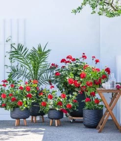 Stehende Geranie, Rot -Pflanzenwelt Verkauf 8587669 WE MO 001 PelargonienZonaleT23Geranie