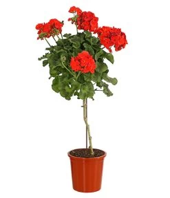 Geranie, Stämmchen, Verschiedene Farben