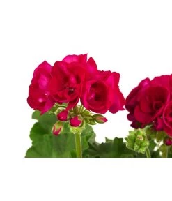 Geranie, Stämmchen, Verschiedene Farben -Pflanzenwelt Verkauf 8587818 WE DE 001 GeraniePelargoniumStammMixT17