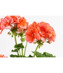 Geranie, Stämmchen, Verschiedene Farben -Pflanzenwelt Verkauf 8587818 WE DE 002 GeraniePelargoniumStammMixT17