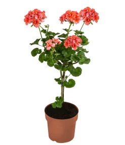 Geranie, Stämmchen, Verschiedene Farben -Pflanzenwelt Verkauf 8587818 WE FS 002 GeraniePelargoniumStammMixT17