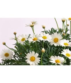 Margerite, Stämmchen, Weiß -Pflanzenwelt Verkauf 8589616 WE DE 001 MargeriteArgyranthemumStammWeissT18DehnerExpressHerzig