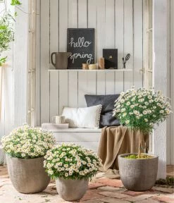 Margerite, Stämmchen, Weiß -Pflanzenwelt Verkauf 8589616 WE MO 001 MargeriteBuschStammT18WeissGC042021