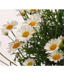 Margerite, Busch, Weiß -Pflanzenwelt Verkauf 8589624 PR DE 001 ChrysanthemumFrutescensMargeriteWeissBuschT25DehnerExpressHerzig