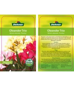 Oleander-Trio -Pflanzenwelt Verkauf 8590291 8596843 NeriumoleanderTrio 01 12 17