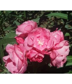 Oleander, Gefüllt 7 Oleander, Gefüllt -Pflanzenwelt Verkauf 8590358 BlueteGefuellterRosaValenciaPlant