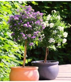 Jasminblütiger Nachtschatten, Stämmchen -Pflanzenwelt Verkauf 8591679 8591711 WE MO 001 SolanumJasminoidesLycianthesRantonnetiiKuebelpflanzenHerzigBlumenparkJuni2015