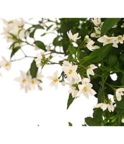Jasminblütiger Nachtschatten, Stämmchen -Pflanzenwelt Verkauf 8591703 WE DE 001 SolamumJasminoidesStammT20DehnerExpressHerzig