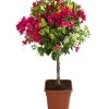 Drillingsblumen-Trio, Stämmchen 1 Drillingsblumen-Trio, Stämmchen -Pflanzenwelt Verkauf 8593733 WE FS 001 BougainvilleaTwinStammT25