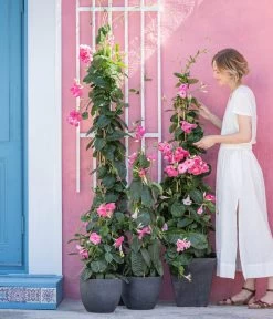 Kunststoff-Topf Padua, Rund 11 Kunststoff-Topf Padua, Rund -Pflanzenwelt Verkauf 8594434 WE MO 001 DiplandenienMadevilla