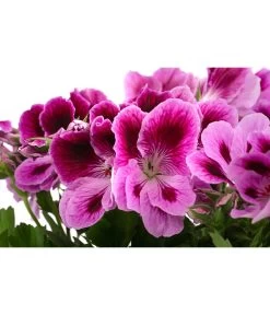 Edelpelargonie, Verschiedene Farben -Pflanzenwelt Verkauf 8594541 WE DE 002 EdelpelargonieBuschT23