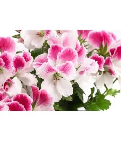 Edelpelargonie, Verschiedene Farben -Pflanzenwelt Verkauf 8594541 WE DE 003 EdelpelargonieBuschT23