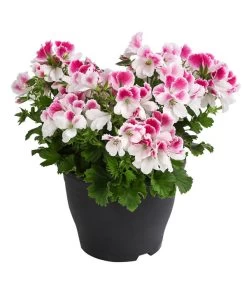 Edelpelargonie, Verschiedene Farben -Pflanzenwelt Verkauf 8594541 WE FS 003 EdelpelargonieBuschT23