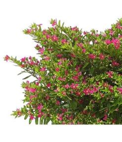 Köcherblümchen, Busch, Verschiedene Farben 13 Köcherblümchen, Busch, Verschiedene Farben -Pflanzenwelt Verkauf 8594673 WE DE 001 CupheaT17DehnerExpressHerzig