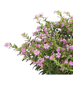 Köcherblümchen, Busch, Verschiedene Farben 12 Köcherblümchen, Busch, Verschiedene Farben -Pflanzenwelt Verkauf 8594673 WE DE 002 CupheaT17DehnerExpressHerzig