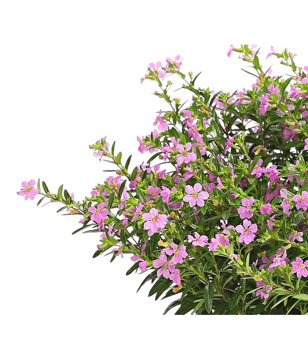 Köcherblümchen, Busch, Verschiedene Farben 7 Köcherblümchen, Busch, Verschiedene Farben – Bild 5