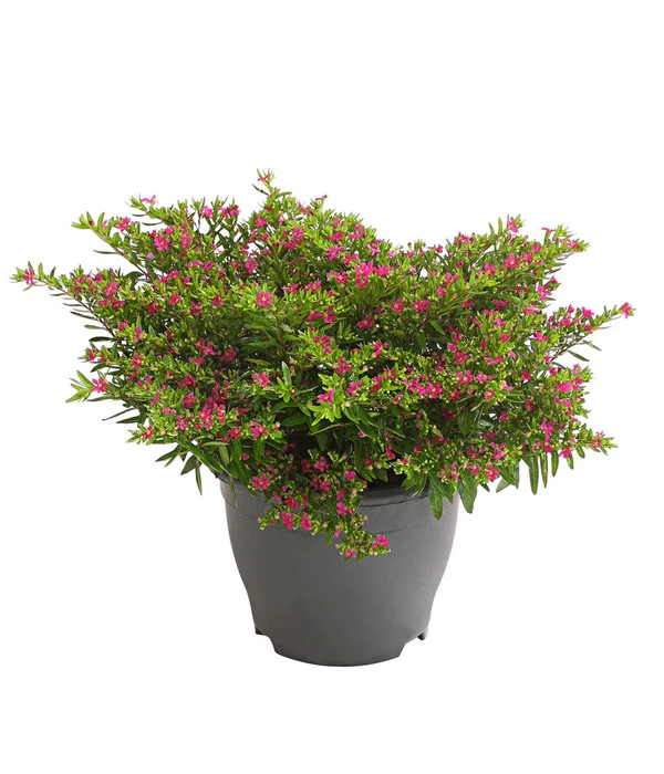 Köcherblümchen, Busch, Verschiedene Farben 3 Köcherblümchen, Busch, Verschiedene Farben