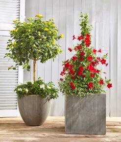 Wandelröschen, Bepflanzt -Pflanzenwelt Verkauf 8594772 WE MO 001 KuebelpflanzenSolitaer