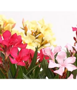 Oleander-Trio -Pflanzenwelt Verkauf 8596843 PR DE 001 OleanderBuschTricolorT19DehnerExpressHerzig