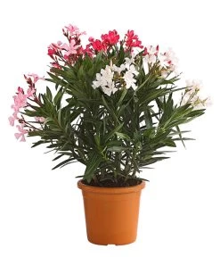 Oleander-Trio -Pflanzenwelt Verkauf 8596843 PR FS 002 OleanderBuschTricolorT19DehnerExpressHerzig