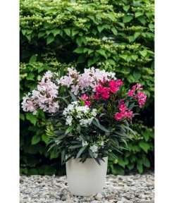 Oleander-Trio -Pflanzenwelt Verkauf 8596843 PR MO 001 OleanderTricolorLucknerMai2015