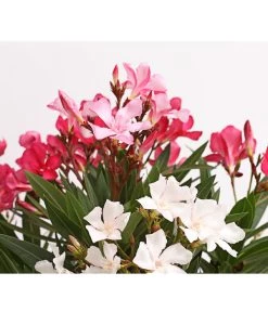 Oleander-Trio -Pflanzenwelt Verkauf 8596843 WE DE 002 OleanderBuschTricolorT19DehnerExpressHerzig