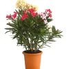 Oleander-Trio -Pflanzenwelt Verkauf 8596843 WE FS 001 OleanderBuschTricolorT19DehnerExpressHerzig