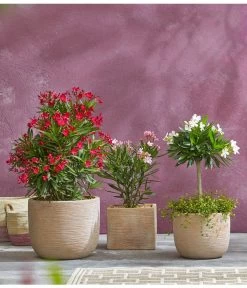 Oleander, Busch -Pflanzenwelt Verkauf 8596850 PR MO 009 8590200 OleanderStandard Nerium oleander Oleander Staemmchen Oleander Busch UveSauer