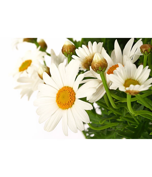 Margerite 'Bofinger', Stämmchen 4 Margerite 'Bofinger', Stämmchen – Bild 2