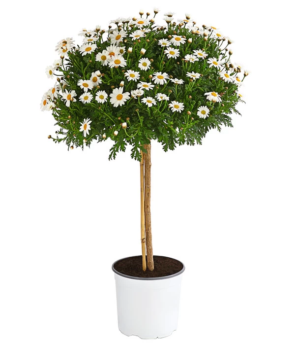 Margerite 'Bofinger', Stämmchen 3 Margerite 'Bofinger', Stämmchen