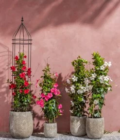 Dipladenie, Pyramide 8 Dipladenie, Pyramide -Pflanzenwelt Verkauf 8599086 8584922 8585341 WE MO 001 DipladeniaPyramide