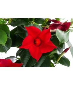 Dipladenie, Herzform, Verschiedene Farben -Pflanzenwelt Verkauf 8599094 WE DE 001 DipladenieHerzRotT17