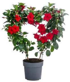 Dipladenie, Herzform, Verschiedene Farben -Pflanzenwelt Verkauf 8599094 WE FS 001 DipladenieHerzRotT17