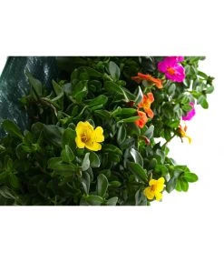 Wandhänger Mit Portulakröschen, Verschiedene Sorten 14 Wandhänger Mit Portulakröschen, Verschiedene Sorten -Pflanzenwelt Verkauf 8602997 WE DE 001 WandhaengerPortulakroeschenBunt