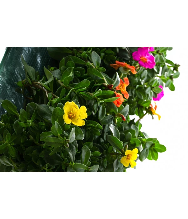 Wandhänger Mit Portulakröschen, Verschiedene Sorten 8 Wandhänger Mit Portulakröschen, Verschiedene Sorten – Bild 6